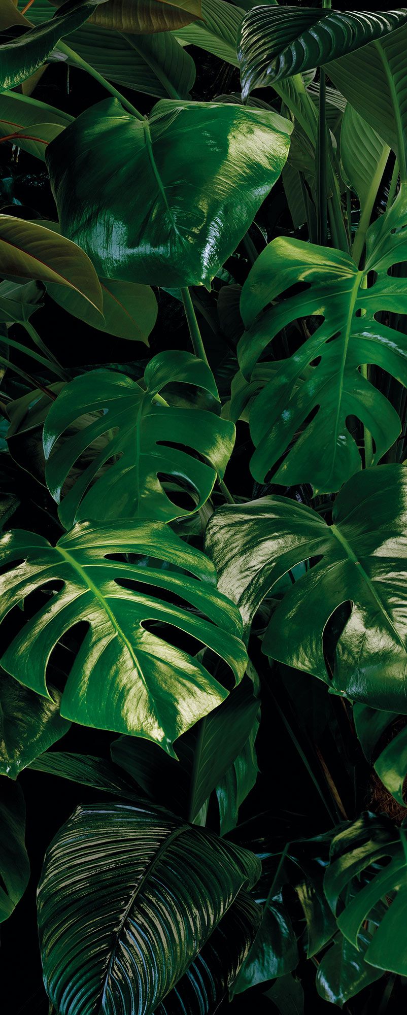 Vlies Fototapete - Tropical Wall Panel - Größe 100 x 250 cm