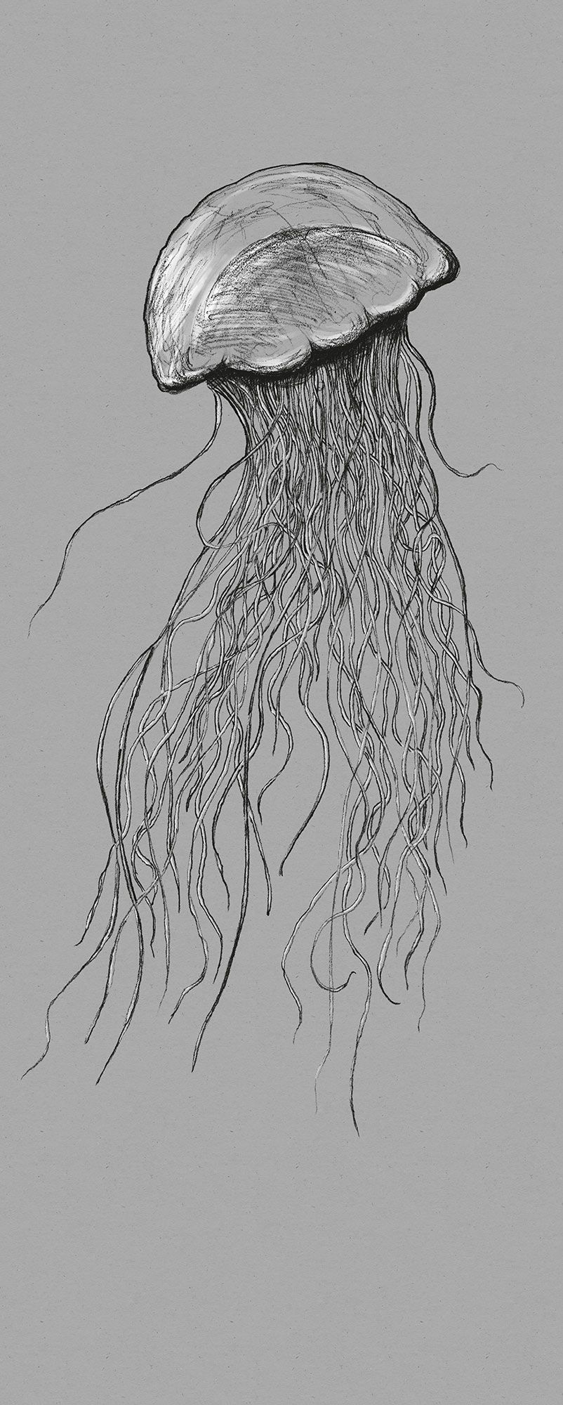 Vlies Fototapete - Jellyfish Panel - Größe 100 x 250 cm