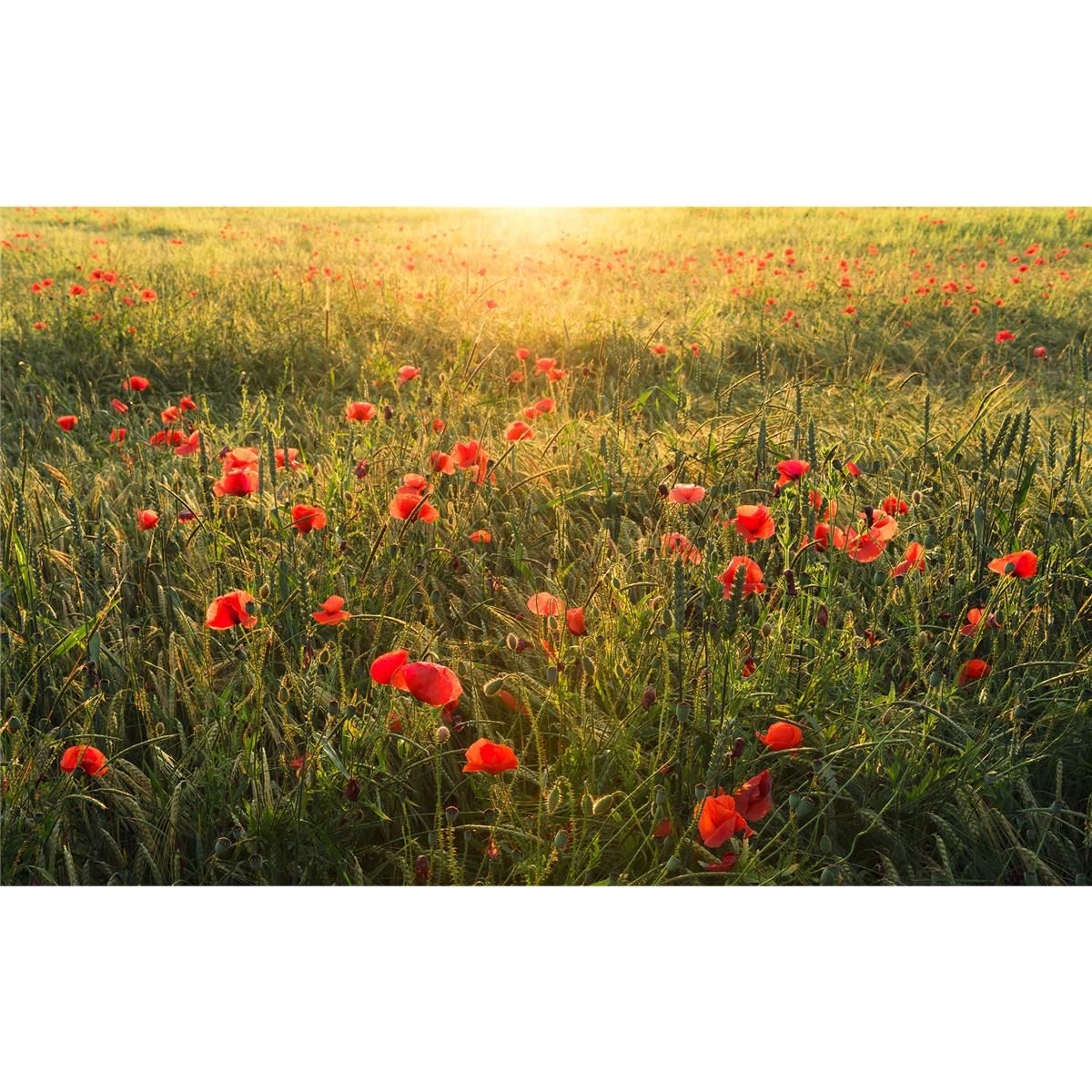 Vlies Fototapete - Poppy World - Größe 450 x 280 cm