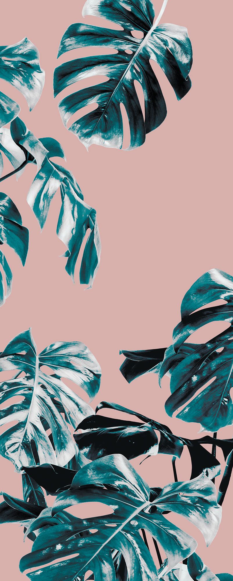 Vlies Fototapete - Monstera Rosé Panel - Größe 100 x 250 cm