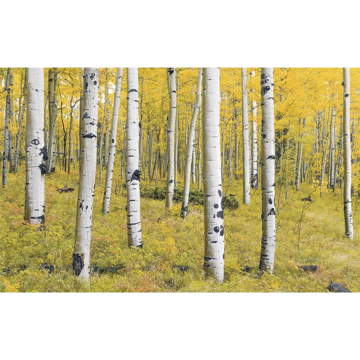 Vlies Fototapete - Orange Forest - Größe 400 x 250 cm