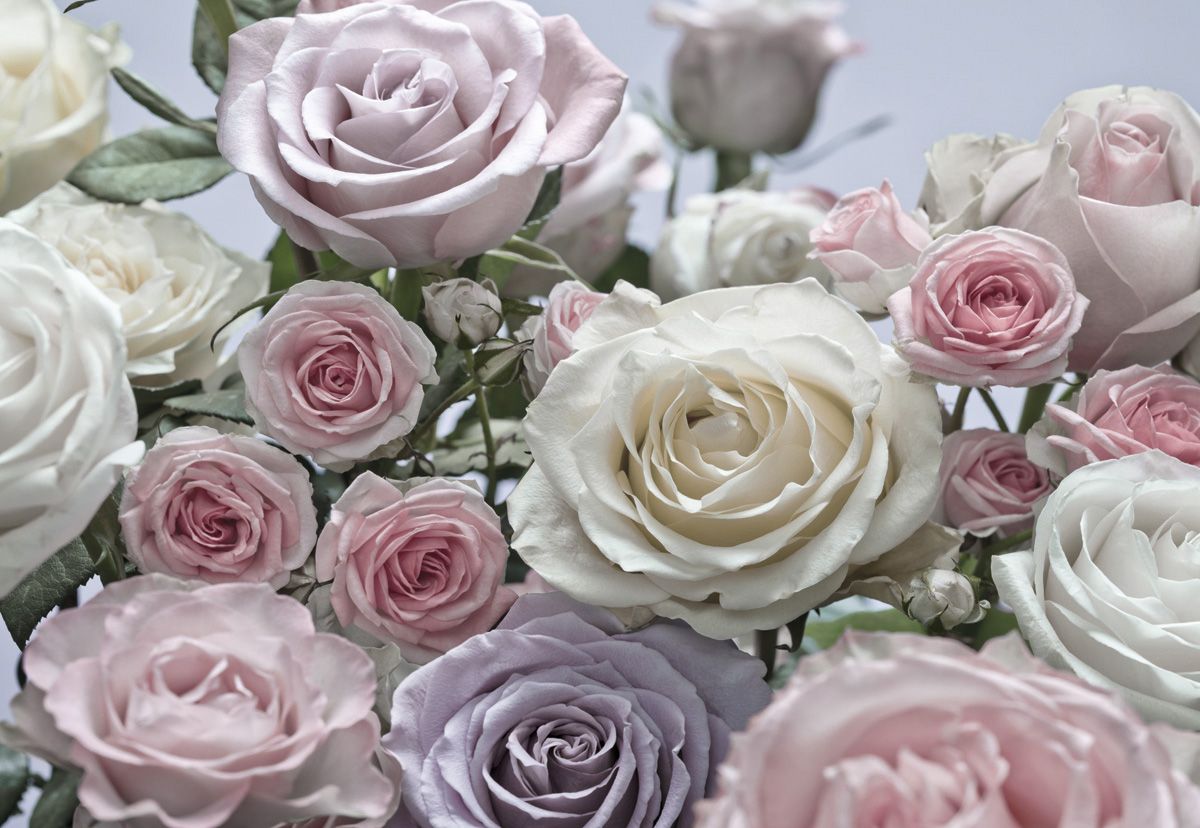 Papier Fototapete - Floraison - Größe 368 x 254 cm